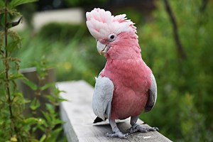Stunning Pink Rescue Cockatoo Thinks Her Yummy Treat is So 'Rock and Roll'