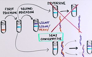 Bio History 09 DNA's semi-conservative replication Meselson and Stahl experiment