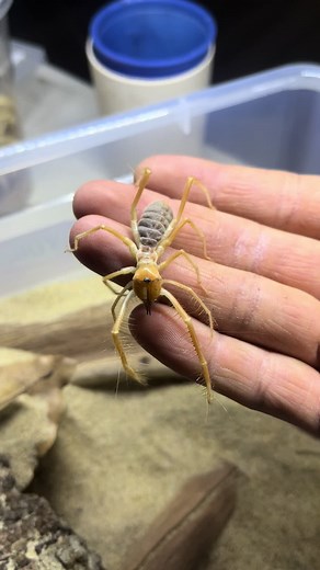 Todo sobre el Solifugo: la araña camello