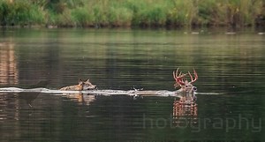 Photographer Captures Wolf Giving Chase to a Whitetail Buck