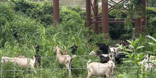Goats return to graze at Kansas City’s Berkley Riverfront, but focus on new area