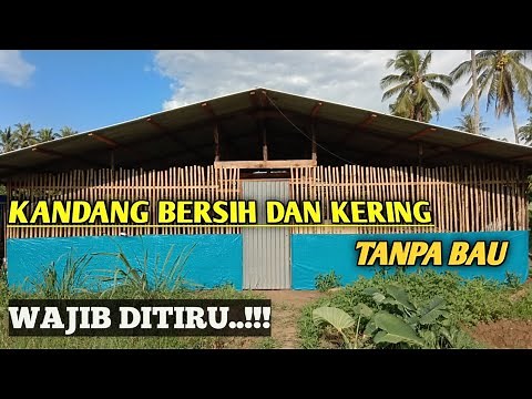 Kandang Bebek Petelur Modern Sistem Kering Full Intensif