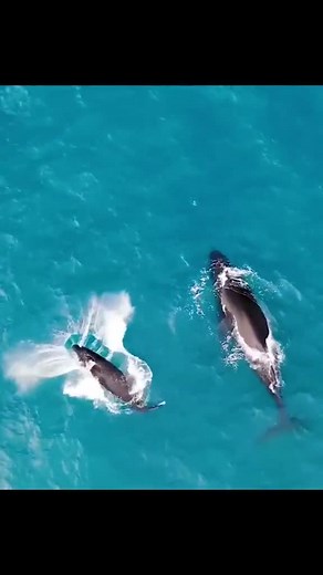 Deep Blue Whale Breaching in the Ocean