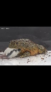 163K views · 1.8K reactions | Giant Bullfrog Eating Mice | Insect Forest | Facebook