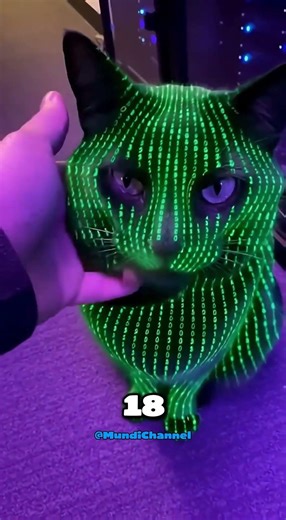 Cat Mode: HACKED 💻✨ #cat #coding #viral