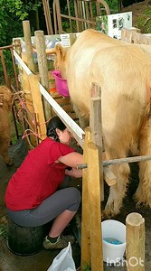 milking highland cow #cow #cattle #livestock #milk #farm #animals #food #selfsufficiency #farming #natural #nature #highlandcow #diy #creative #happy | Welsh cottage by Zina