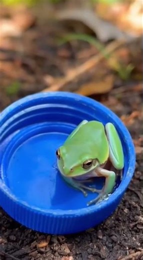 Tiniest Frog In The World? 🐸