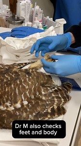 Hope For Wildlife on Reels