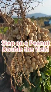1.6K views | Step on peanuts,double the yield #peanuts #peanutsplanting #plant #planting #vegetable #vegetablecultivation #agriculture #plantingtips | Seed To Harvest | Facebook