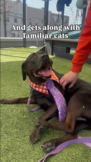 Griffin 68742 senior lab needs new home