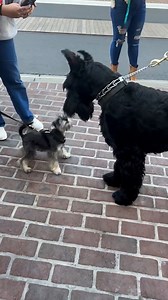 Giant and miniature schnauzer encounter is winning hearts
