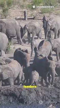 The Alarming Truth About Botswana’s Elephant Hunt—Fast