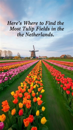Daniel Budaes | Creative Filmmaker 🎥 on Instagram: "🌷 Complete Guide 🌷 Tulip Season in the Netherlands 2026 🇳🇱 Share this with your travel partner! 🚀🚀🚀 Every spring, the Netherlands transforms into a living painting. Endless rows of tulips, quiet country roads, windmills in the distance, and that soft golden light you only get in April. If tulip season is on your 2026 bucket list, save this guide 👇 📍 Where to find the best tulip fields: • Keukenhof & Lisse – the most iconic area, perfe