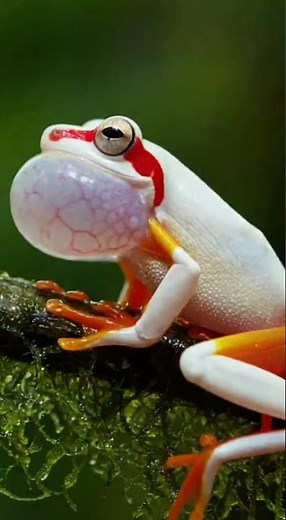 ¿La rana más rara del Amazonas? 🐸💎 #animals #animallife #animalessalvajes