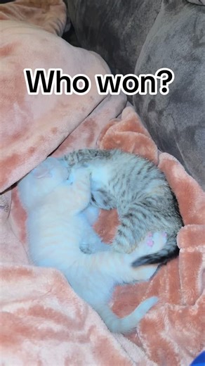 Kitty Karate! 🥋 🐈 #fyp #kittensoftiktok #fight #cute #pet