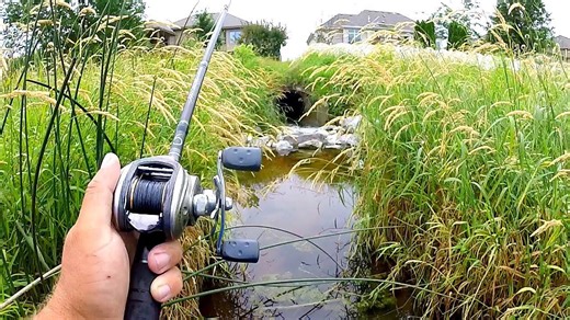 Tiny Pond, Huge Fish: What’s Really Happening?