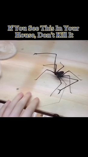 AMZ on Instagram: "Yh at this point we’re cooked #explore #explorepage #funny #amzzzzz9 #reaction #stitch #spiders #uk #viral #trending #blowthisup #ukspider #insect"