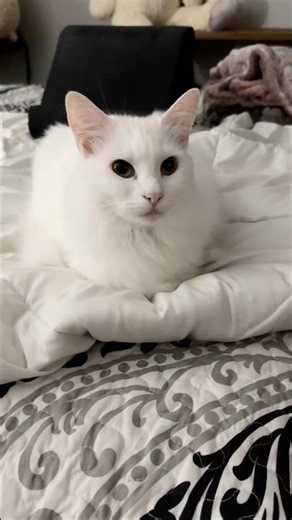 "loving ur cat means making a fool of yourself singing" 😂😂😂(& I love Bella TONS!) #funnycat