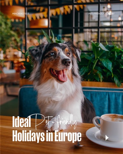 Jet-setters aren’t just on two legs anymore. 🐾 Learn more about how Europe is embracing a new golden age of pet-friendly holidays. From chew toys on arrival to luxury stays made for paws and people alike, we’ve sniffed out three European destinations where your furry friend will be as pampered as you are. Discover where to head next with your four-legged travel buddy, read more here: https://mhg.to/jvbna ✨ #MinorHotels #PetfriendlyHolidays #ExploreMore #TravelTips | Minor Hotels