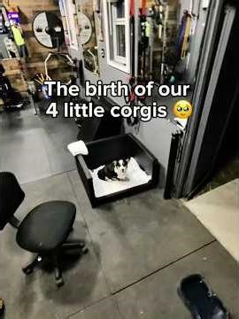 Corgi Birthing #corgilovers #corgipuppies #cuteanimals #dogbirth #petvlog