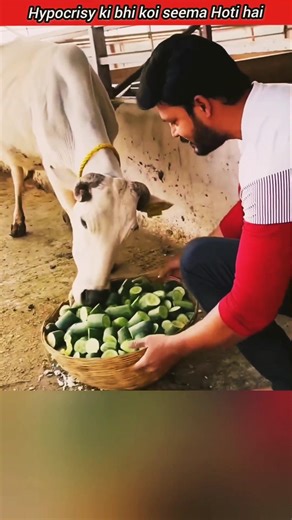 Dog = Educated? 🐶 Cow = Backward? 🐄 🤔Ye Kaunsi Modern Soch Hai | Hypocrisy of Society | 考え直そう