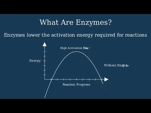 Enzymes Explained Simply | Types & Mode of Action (GCSE Biology)