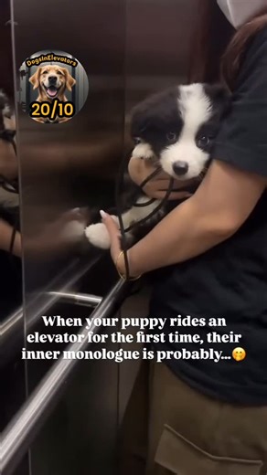 Dogs in Elevators on Instagram: "Double tap for puppy’s first elevator ride 🐶 🛗"