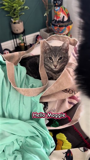 Maggie, la gata rescatada que conquista corazones