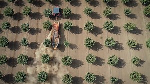 What you need to know about harvesting nuts from your home orchard