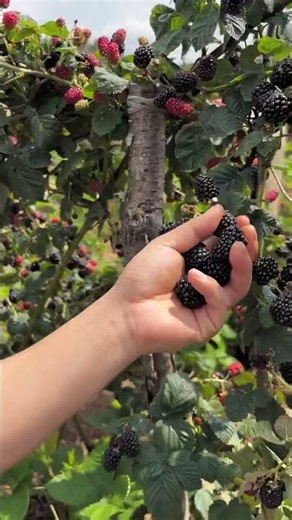 Thornless Giant Black Raspberry 🌿 | One-Year Growth & High Yield#BlackRaspberry #ThornlessRaspberry