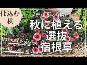 秋に植えたい宿根草＆秋の庭仕事 秋はしっとりガーデンが◎/秋はマムを植えよう！/夏に強かった宿根草/