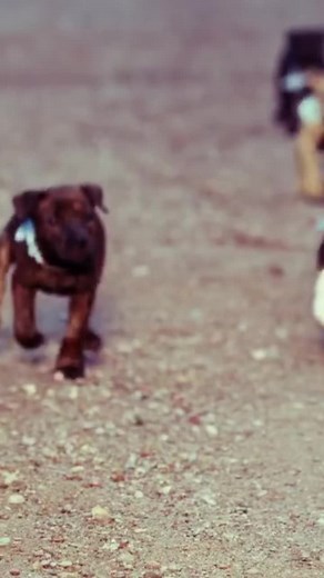 Happy #NationalDogDay! Who remembers the “Something Blue” video featuring these adorable puppies? 🐶💙 ~ Team Neil #NeilDiamond #SomethingBlue #NationalDogDay | Neil Diamond