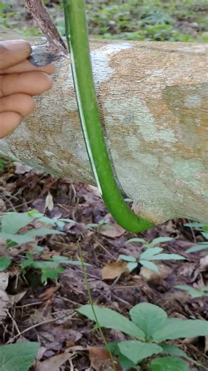 Rubber tapping rubberfarming rubbertree. #rubberfarming #rubberplant #reelsviralvideofyp #reelfypfyp #fbreelsfypシviralシ | A Tips & tools