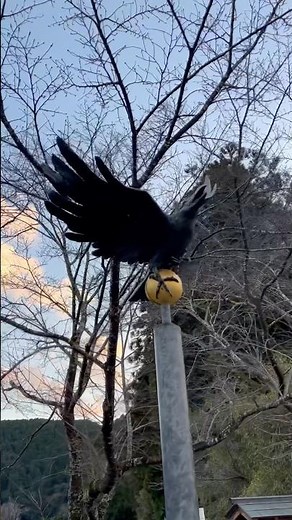 日本神話に登場する3本足のカラス八咫烏 導きの神 熊野国から大和国への道案内をしたとされる この三本の足はそれぞれ天・地・人をあらわす 感じとってみてください #八咫烏 #birds #日本神話