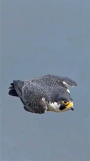Eagle Flight and Screech Sound Together | Majestic Bird of Prey | Stunning Nature Animal #shorts