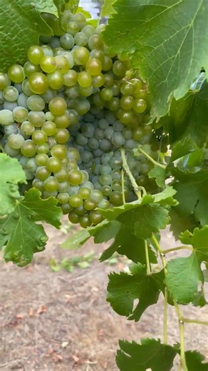 Mountainside wines Story part 3. From 2017 Jane was the Mountainside wines winemaker, with Shane leaving his media career and being full time on the vineyard. Both took the journey of growing and making wine. Unlike a number of smaller wineries, that have their wine made by a bigger winery, everything is made at grown at Mountainside. We only make what we grow. Over this period we evolved , developed and grew the business, then COVID hit. The 6 lockdowns from March 2020 to Oct 2021 impacted us a