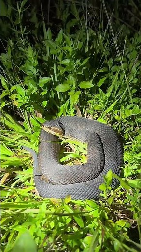 Yoink guy | 20 foot Burmese python!