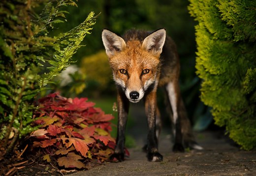 How to identify animal droppings: Our guide to the wildlife poop you might find in your garden or out on a walk | Discover Wildlife