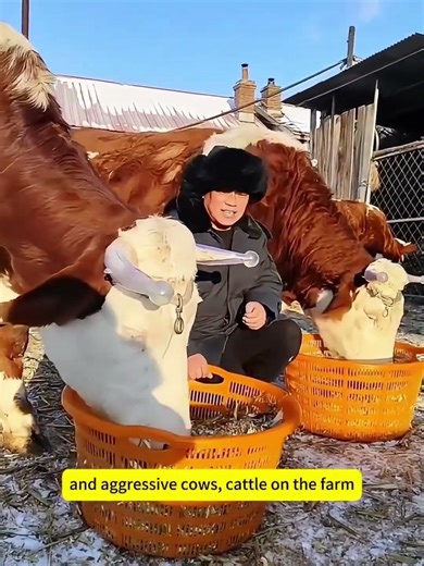 How to Prevent Cattle Injuries with Horn Guards – Full Demo#farming #bull #tools