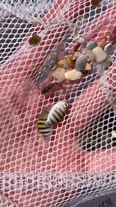 106K views · 2.8K reactions | Searching through tide pools at the beach | The Fish Guys | Facebook