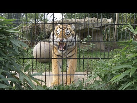 Friendly Tiger Stretching and Yawning @ Sandwich Wildlife Park