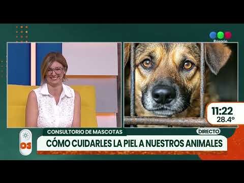 Mascotas, verano y cuidado de piel ► TELEFE ROSARIO