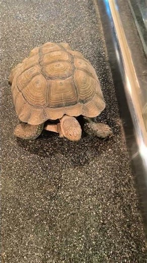 turtle crossing under the human bridge #turtle #animals #nature #southkorea