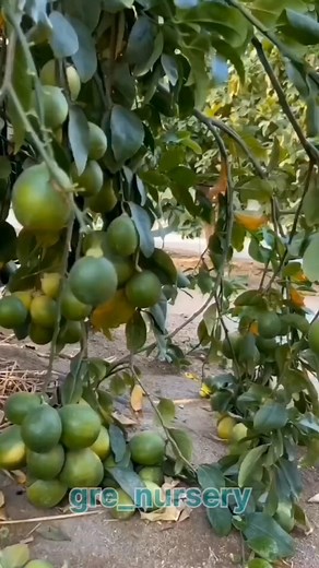 1.1M views · 10K reactions | contact number 9080712340 勞New one 勞掠, wite for end 類勞...⚠️# endamilhealthtips #tamil #coimbatore #kovai #mumbai #coimbatoregirls #coimbatore#dragonfruitbenefits #pitayafruit #fruitsbenefits #weightloss #tips #tamilhealth #health #healthvideos #kovai #kochi #top #no1 #kovai#fruit #guava #taiwanpinkguava #taiwanpink #nursery #fruits #business #green #greenfruit #drawing #dragonfruitdiaries #businesssuccessstory | gre_nursery | Facebook