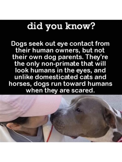 Why do dogs seek out eye contact from their human owners? #tiktokviral #dogs&puppies ##dogswhy #fyp#dogfeelings 🐶Please FOLLOW (it means a lot to me and the algo!) for more dog behavior secrets and hit like to stay updated on my latest videos! Thanks a ton guys!