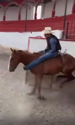 Debunking Dominance Training in Horse Training