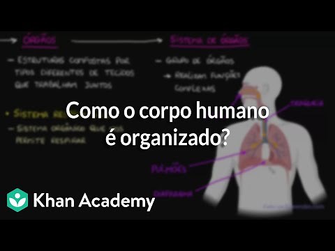 How is the human body organized?