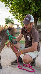 Sapevate che i mini pony non sempre mantengono il colore con cui nascono? Miele ne è la prova vivente: da puledrina marroncina… sta diventando una vera leopard appaloosa 🐴✨ Ogni settimana scopriamo nuove sfumature nel suo mantello, e non vediamo l’ora di mostrarvi come cambierà ancora. Secondo voi, a chi assomiglierà di più: alla mamma o al papà? 😍 Scrivetecelo nei commenti ;) #miniaturehorsesallevamento #miniaturehorses | Miniature Horses allevamento & vendita