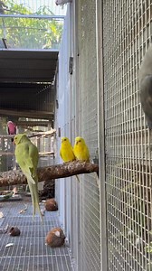 keets in the flight cage | Myko's Aviary