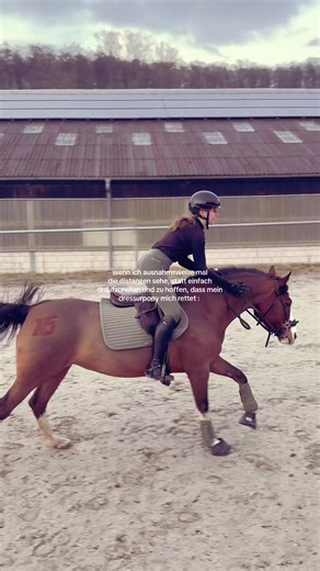 könnt ihr gut distanzen sehen? #springen #horsesoftiktoktok #showjumping